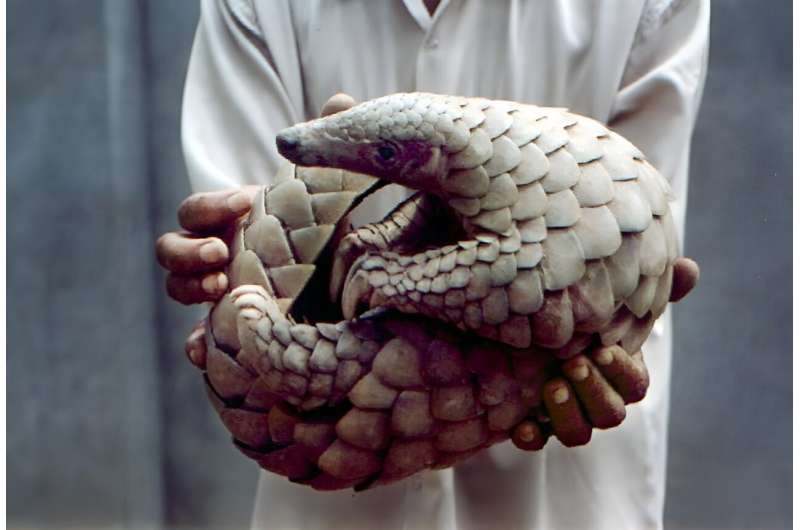 Pangolins resemble a cross between a pine cone and an anteater.