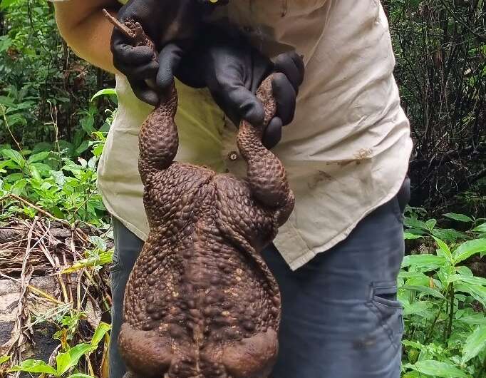 Park rangers euthanised a 'monster' cane toad discovered in the wilds of a coastal park as it is considered an invasive species