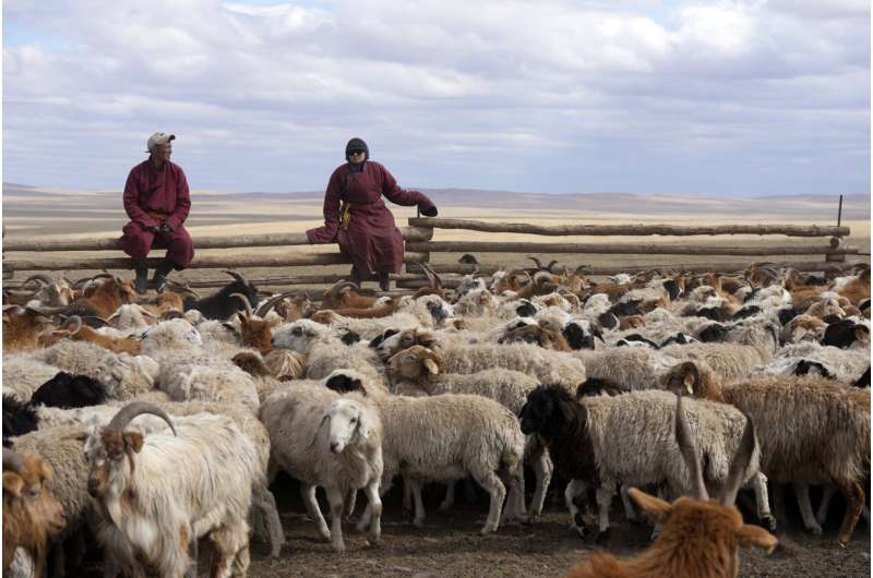 Los pastores han criado ganado en climas duros durante milenios.  ¿Qué nos pueden enseñar hoy?