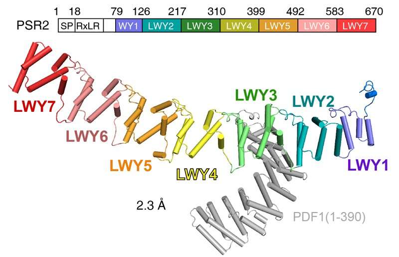 Pathogen protein modularity enables elaborate mimicry of host phosphatase
