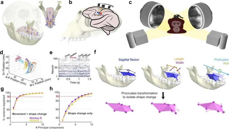 Padrões de atividade cerebral preveem com precisão o formato da língua durante a alimentação