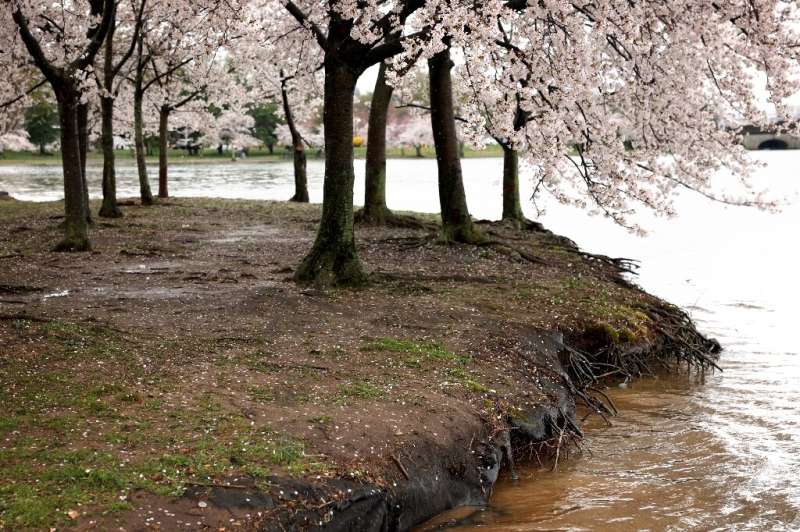 Peak blossom at the Tidal Basin in Washington; a new study shows living near green space makes you 2.5 years younger