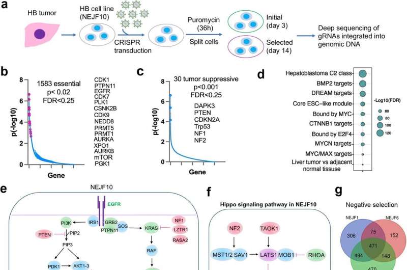 Pediatric hepatoblastoma model hints at DNA damage repair pathway for novel therapeutics