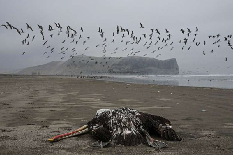 Pelicans were among the thousands of wild birds found dead in Peru