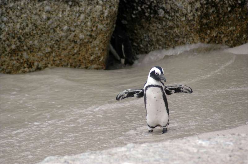 penguin ice