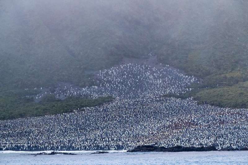 Penguin paradise and geological freak: why Macquarie Island deserves a bigger marine park