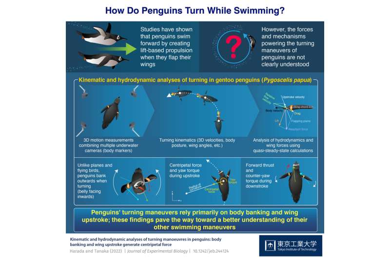 Penguin physics: understanding the mechanisms of underwater turning maneuvers in penguins