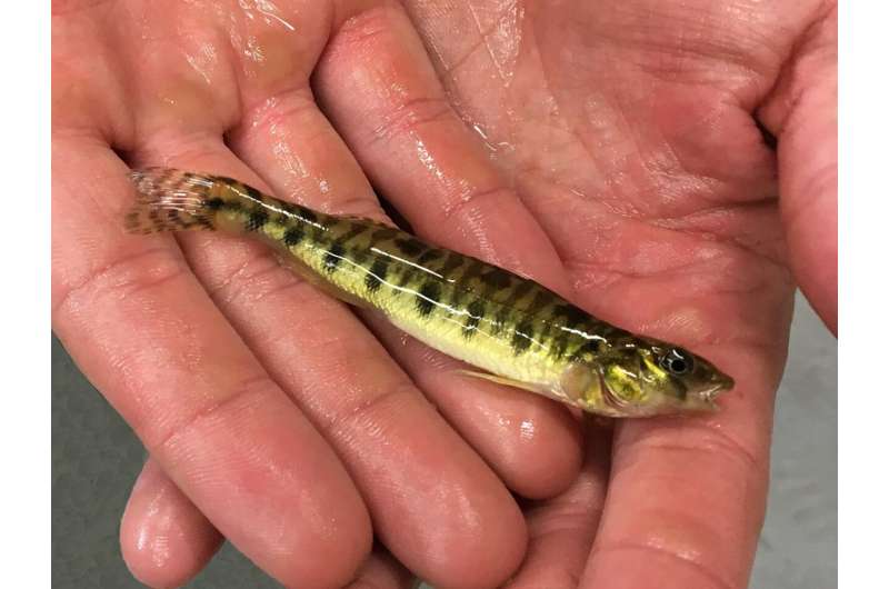 Penn State researchers discover one-of-a-kind fish is local to lower Susquehanna