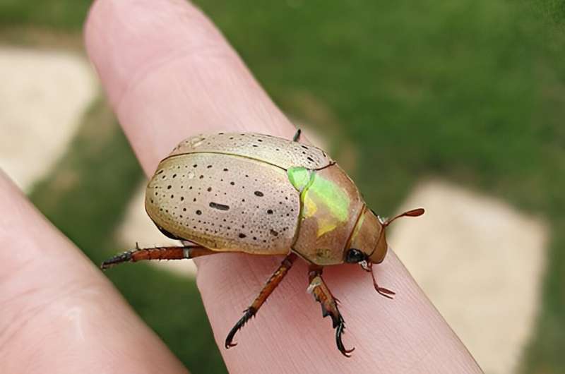 People worry Christmas beetles are disappearing. We're gathering citizen data to see the full picture