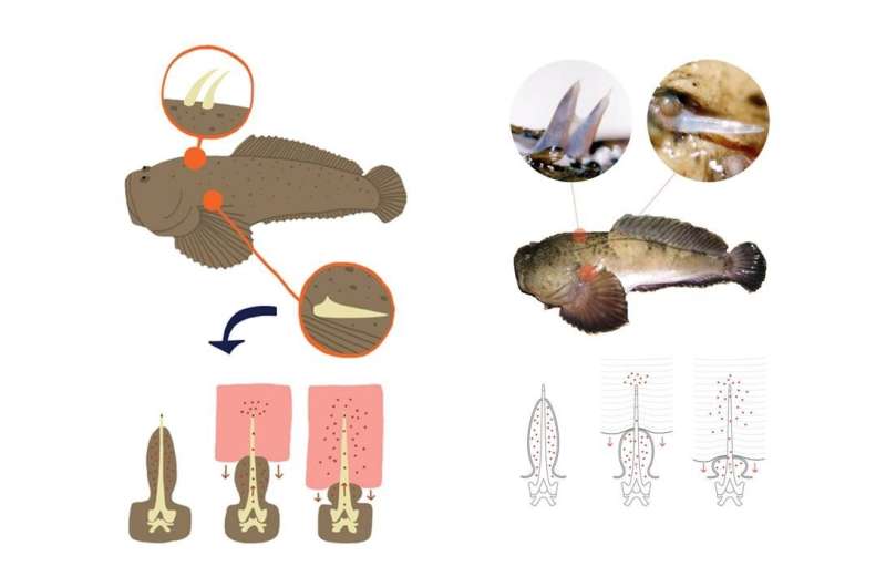 Il peptide della tossina del pesce velenoso controlla l'infiammazione polmonare nei topi