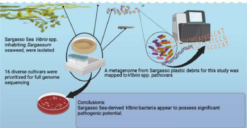 Perfect 'pathogen' storm: Vibrio bacteria, sargassum and plastic marine debris