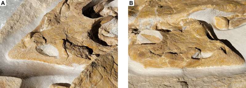 Perfectly preserved turtle fossil gives clues to habitat 150 million years ago 