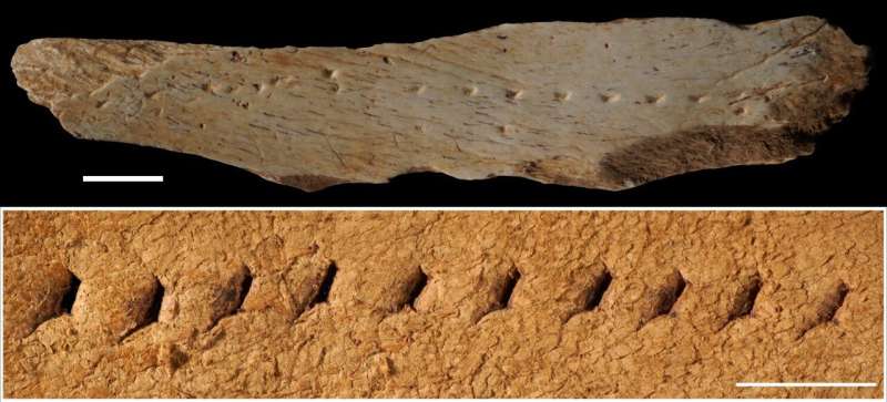 Perforations in ancient bone fragment suggest it was used as a base when poking holes in leather garments