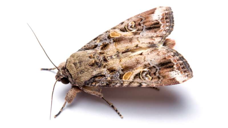 Perfume component helps lure male moth pests