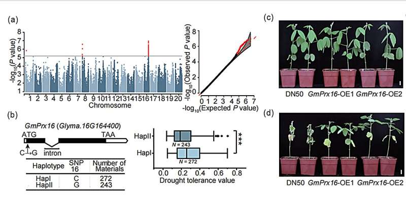 Peroxidase gene confers drought tolerance in soybean