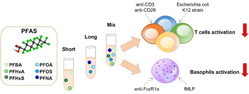 PFAS reduce the activity of immune cells