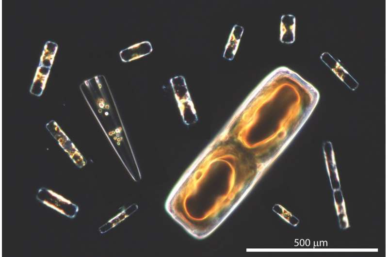 Phenomenal phytoplankton: Scientists uncover cellular process behind oxygen production