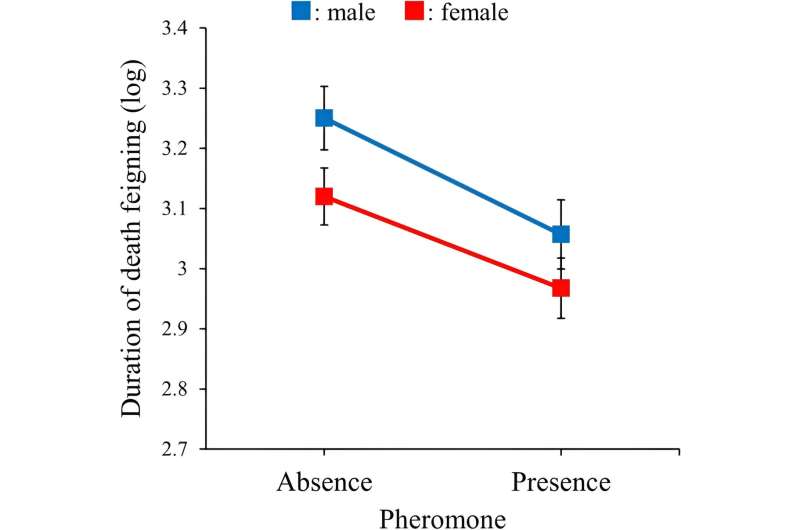 Pheromones influence death feigning behavior in beetles