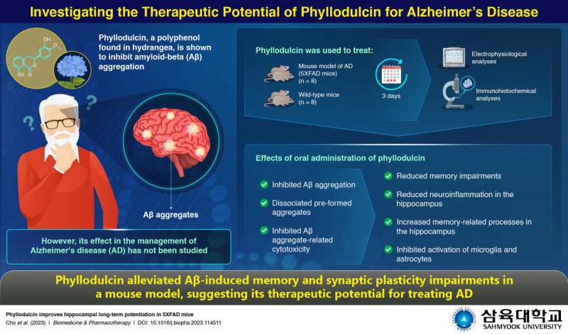 Phyllodulcin could be a potential candidate for treating Alzheimer's disease, find Sahmyook University researchers