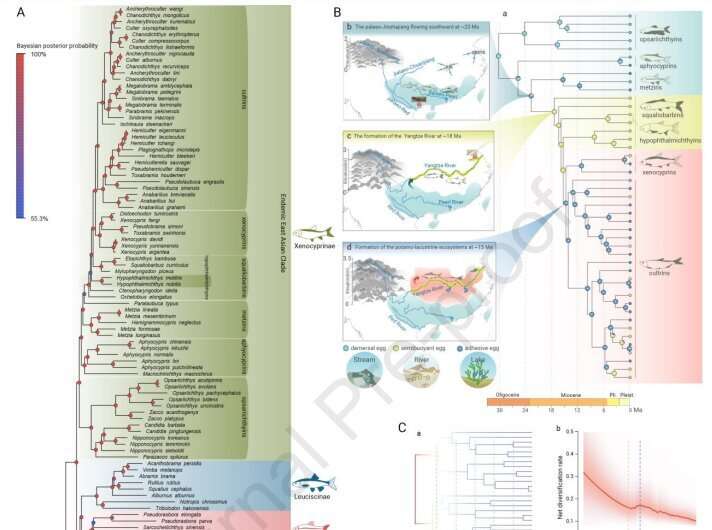 Phylogenetic and fossil evidence provides new insights into co-evolution of Yangtze and endemic cyprinids