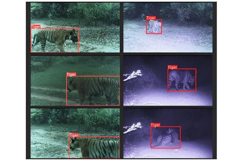 Pictures of a wild tiger taken and transmitted using an AI camera system in Madhya Pradesh, India