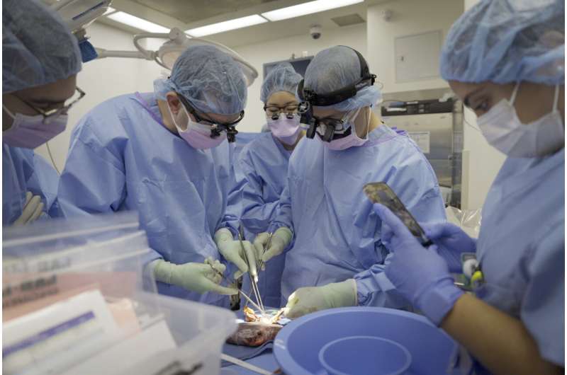 Pig kidney works a record 2 months in donated body, raising hope for animal-human transplants