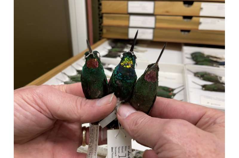 Pink + pink = gold: hybrid hummingbird feathers are not the same as their parents
