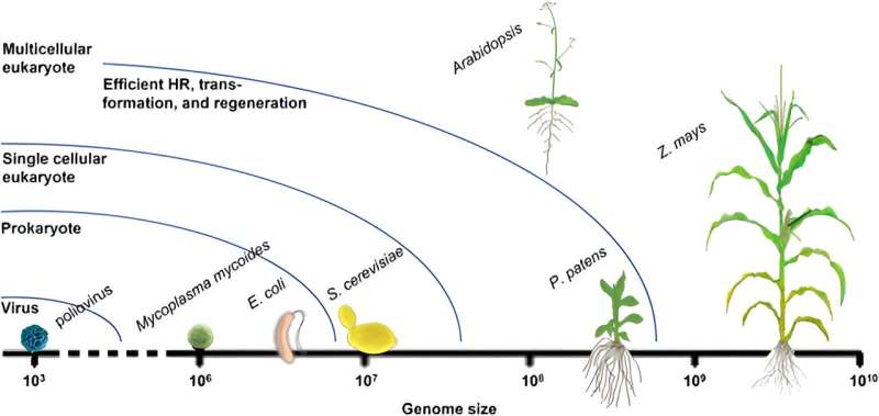 Pioneering the future: An innovative approach to plant synthetic genomics
