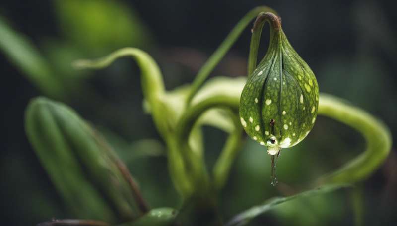 Pitcher plants might be luring in prey using specialised scents