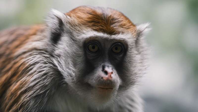 Plan to scare off monkeys by mimicking their 'natural enemies' may work—but not for the reasons it's supposed to