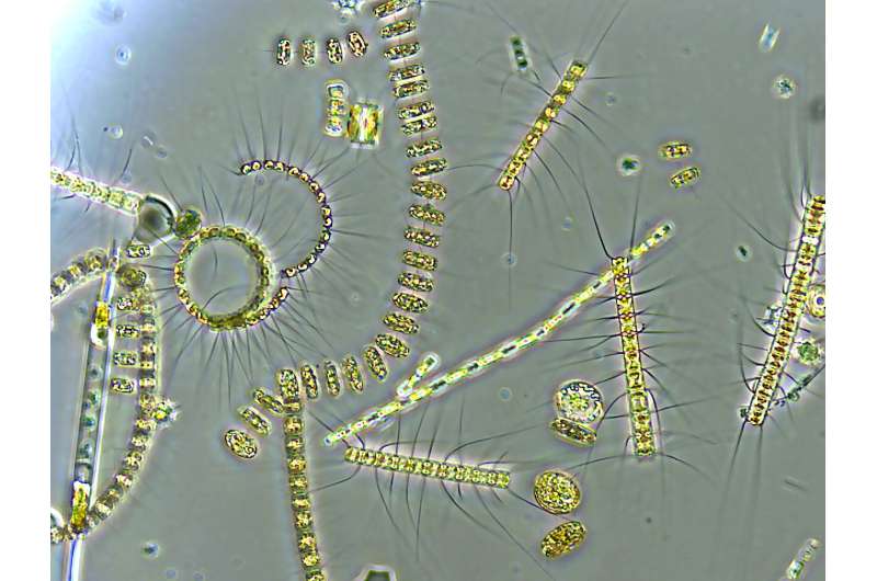 Plankton are central to life on Earth—how is climate change affecting them?