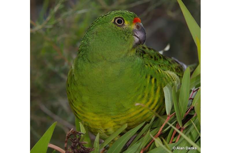 Plant pathogen threatens rare parrot
