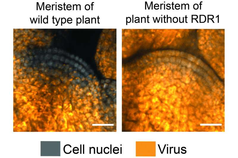 Plant stem cells put up a fight against viruses