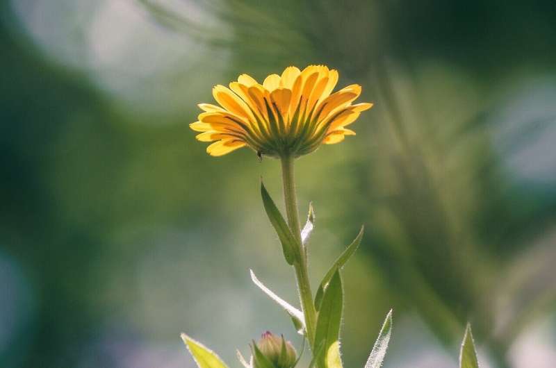 plant sunshine