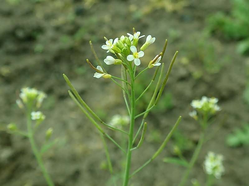 PLANT U-BOX8 modulates early seedling growth of arabidopsis