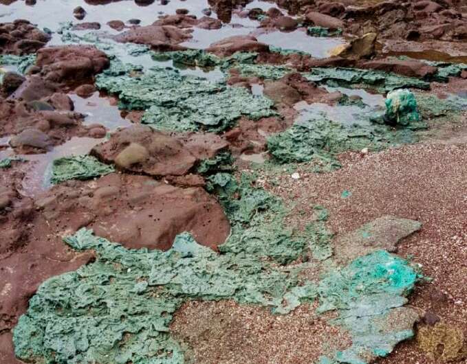 'Plastic rocks' - rocks formed from the glut of plastic pollution floating in the ocean - found in September 2022 on Trindade Is