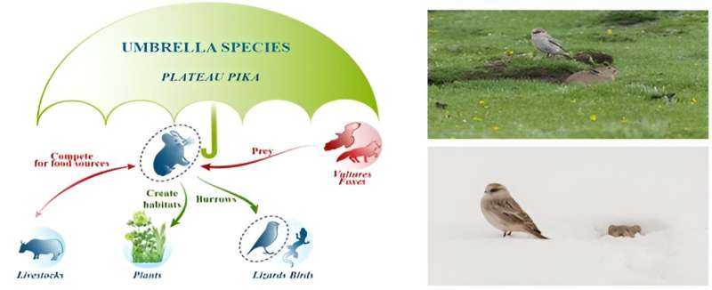 Plateau pika is umbrella species for conservation of alpine grassland ...