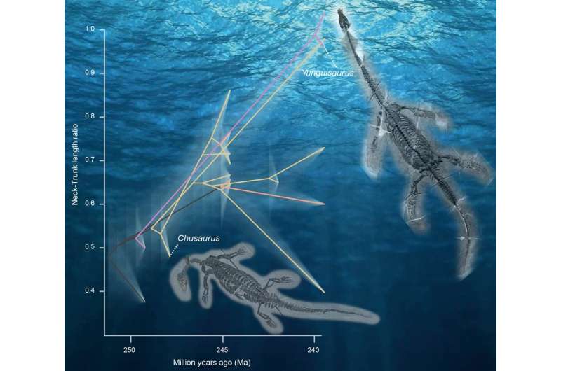 Plesiosaurs doubled their neck-length by gaining new vertebrae