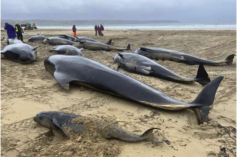 Pod of 55 pilot whales died after being stranded on a beach in Scotland