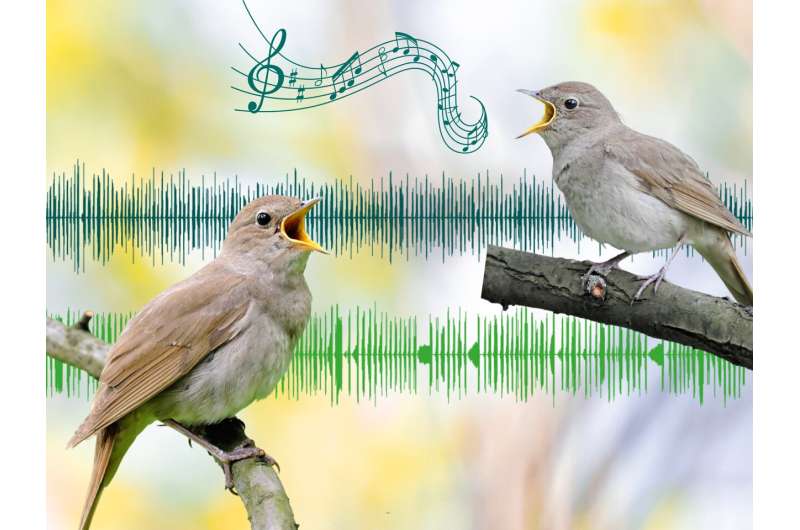 Poetic birdsong, precisely tuned: Study finds nightingales can flexibly adjust pitch