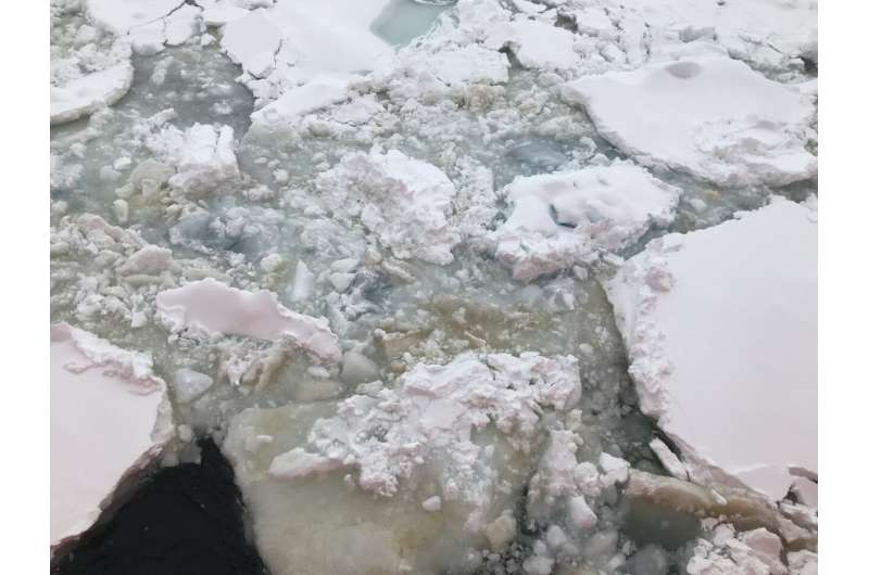 Polar experiments reveal seasonal cycle in Antarctic sea ice algae