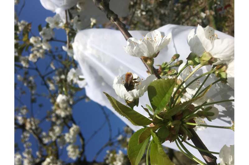 La polinización por más de una especie de abeja mejora la cosecha de cerezas