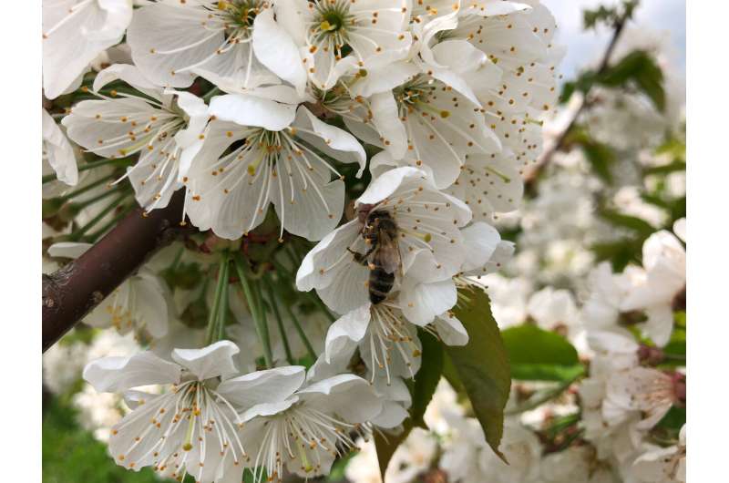 Pollination by more than one bee species improves cherry harvest