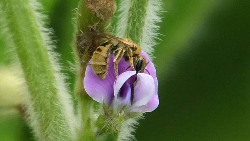 Pollinators make a big impact on edamame marketability