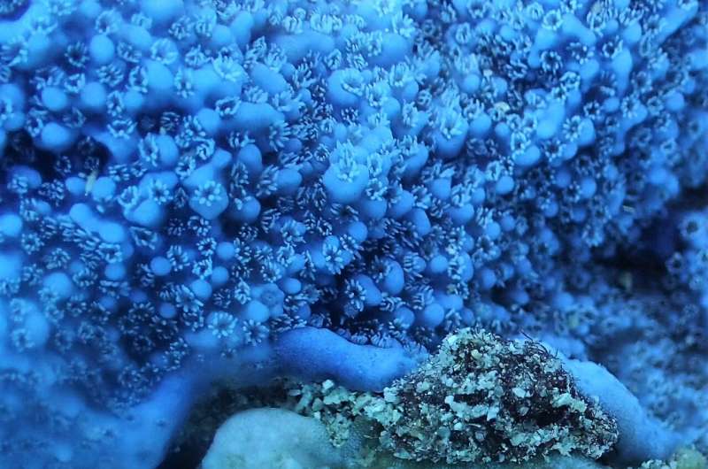 Polyps as pixels: innovative technique maps biochemistry of coral reefs