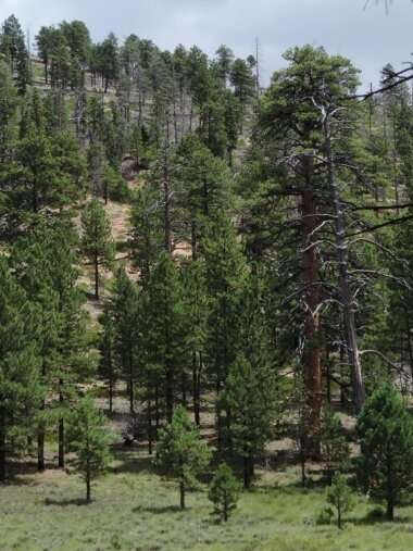 Ponderosa forests struggle in the face of Southwest megadrought