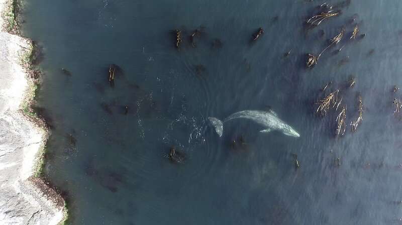 Poop and prey help researchers estimate that gray whales off Oregon Coast consume millions of microparticles per day