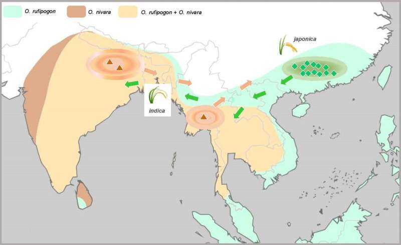 Population genomic analyses reveal multiple domestications of domesticated Asian rice