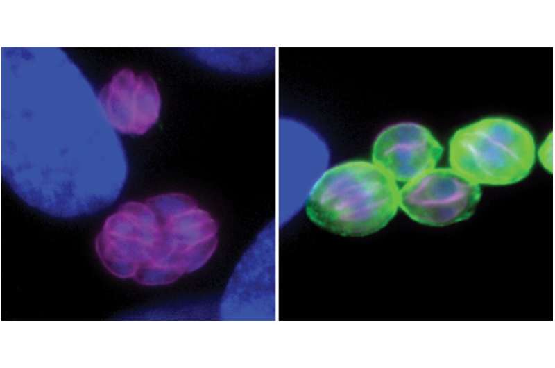 Positive feedback loop drives transition of Toxoplasma gondii to chronic stage