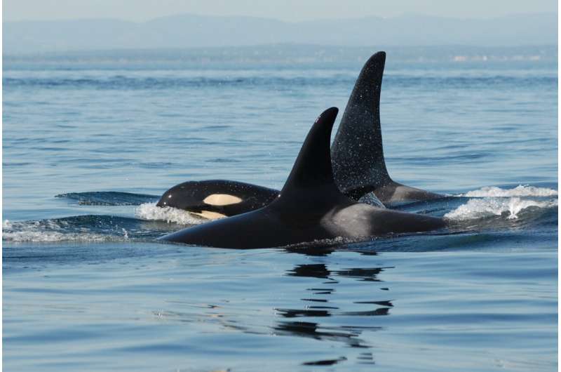 Post-menopause orca mothers protect their sons from being injured by other orcas